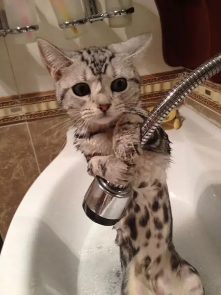 caturday