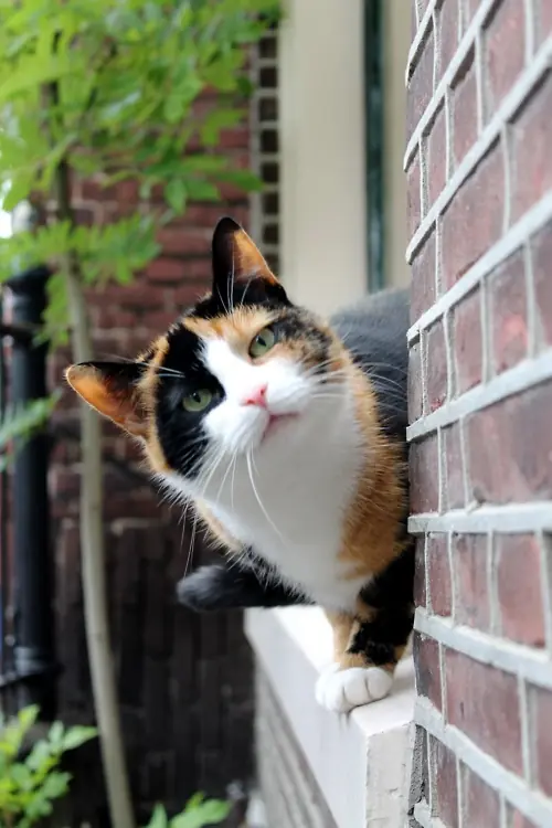 caturday