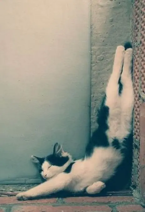 caturday