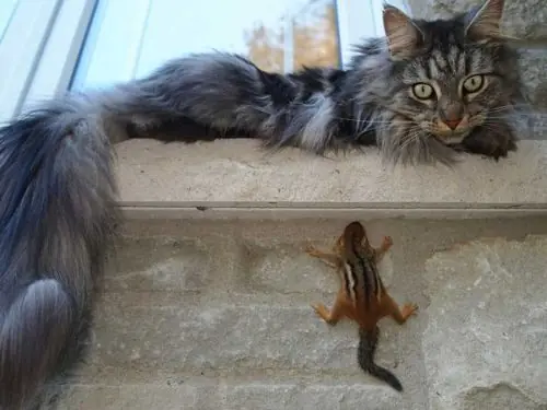 Caturday (El Post de Gatos mas Largo)