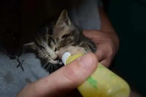 Caturday (El Post de Gatos mas Largo)