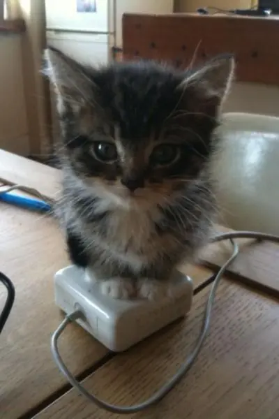 caturday