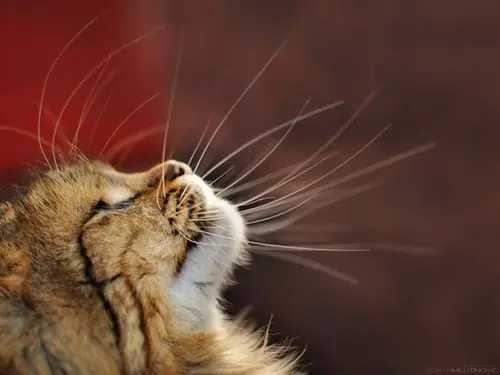 Caturday (El Post de Gatos mas Largo)