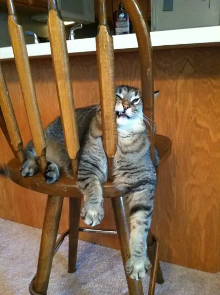Caturday (El Post de Gatos mas Largo)