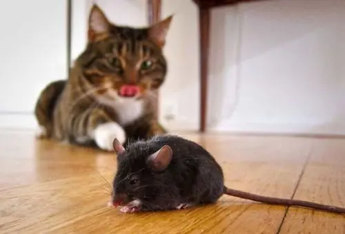 caturday