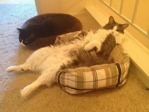 caturday