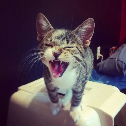 caturday