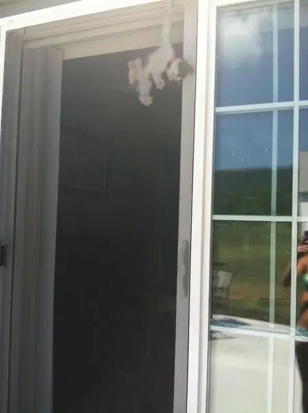 caturday