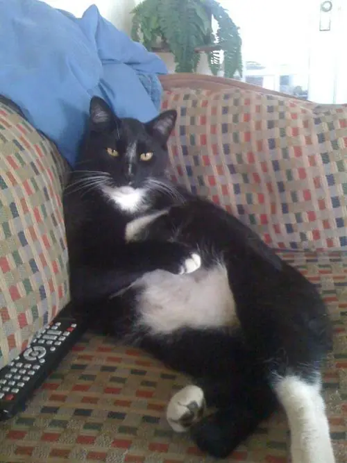caturday
