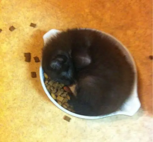 Caturday (El Post de Gatos mas Largo)