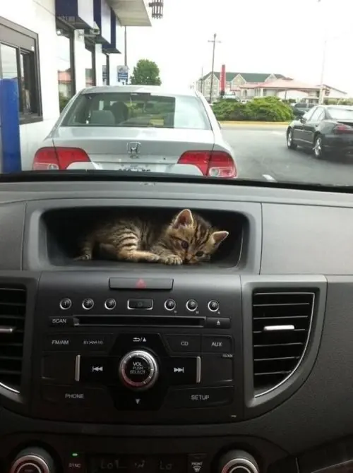 caturday