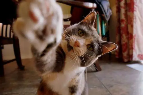 Caturday (El Post de Gatos mas Largo)