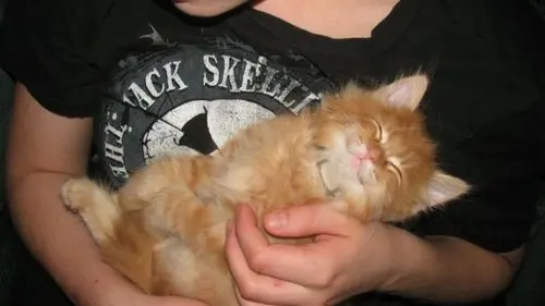 Caturday (El Post de Gatos mas Largo)