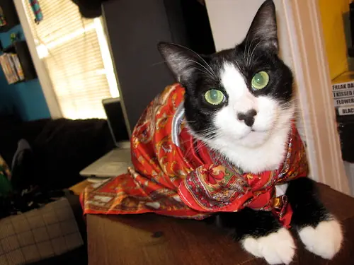 caturday