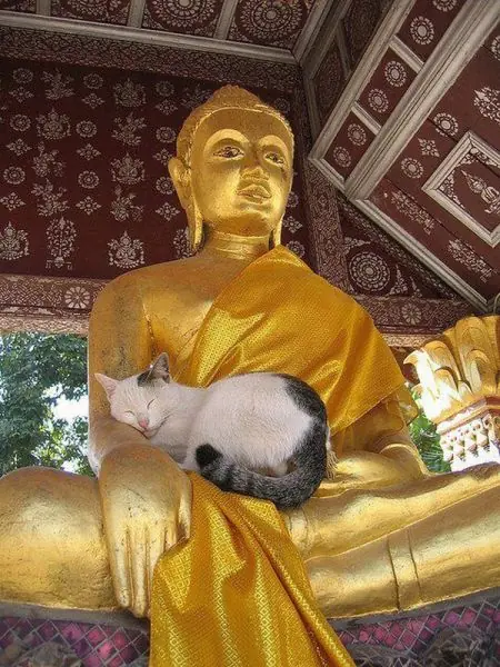 Caturday (El Post de Gatos mas Largo)