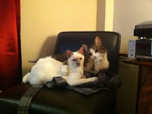 caturday