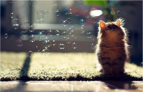 Caturday (El Post de Gatos mas Largo)