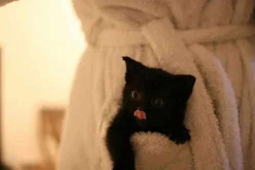 caturday