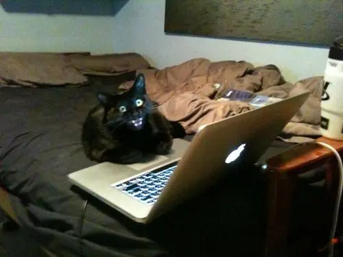 Caturday (El Post de Gatos mas Largo)