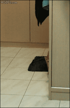 caturday