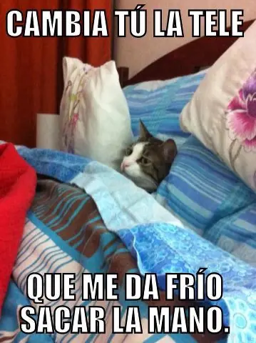 caturday