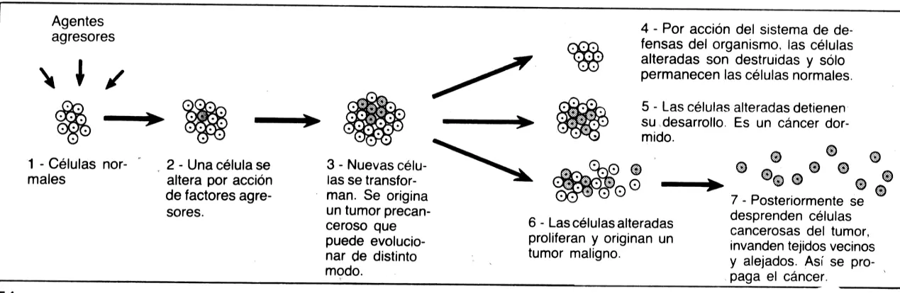 Logran que las celulas cancerigenas se autodestruyan