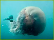 los animales mas feos del mundo