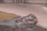Unas images graciosas para pasar el rato [GIF]