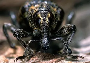 los animales mas feos del mundo
