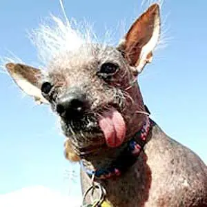los animales mas feos del mundo
