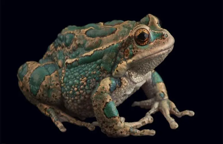 Especies en peligro de extincion america latina