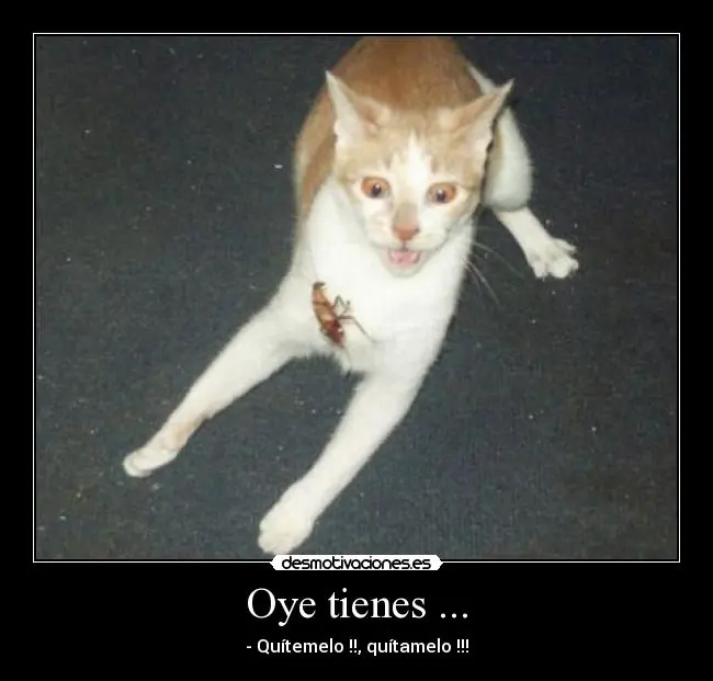 Los Mejores Carteles de Desmotivaciones.es