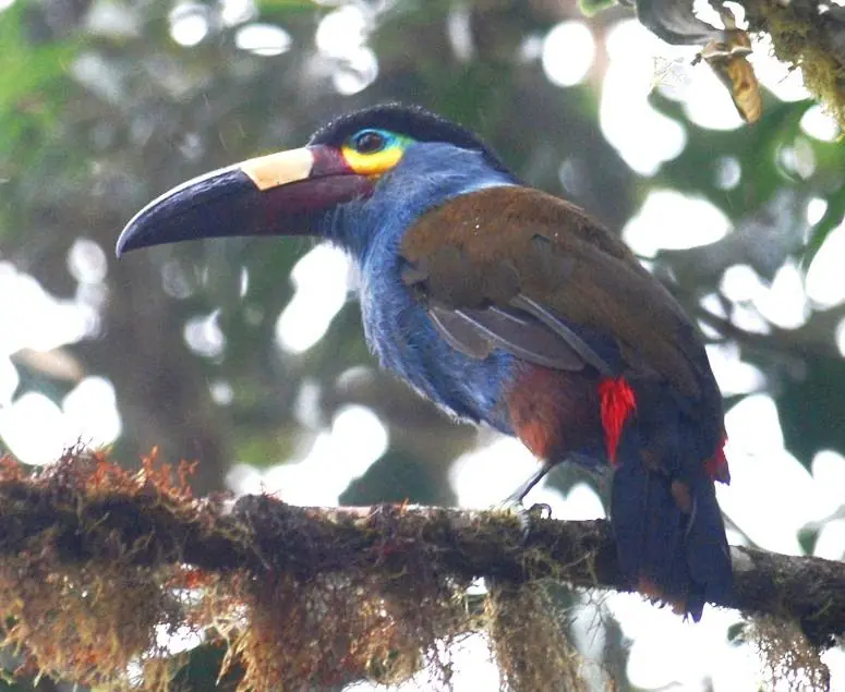 Especies en peligro de extincion america latina