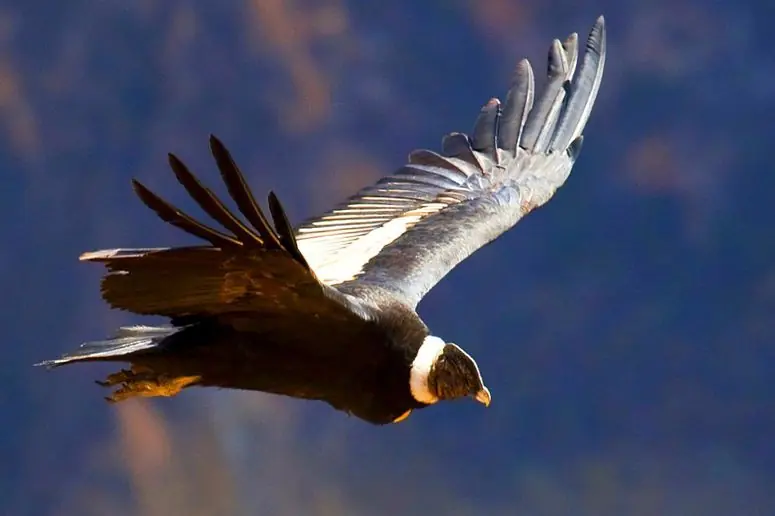 naturaleza
