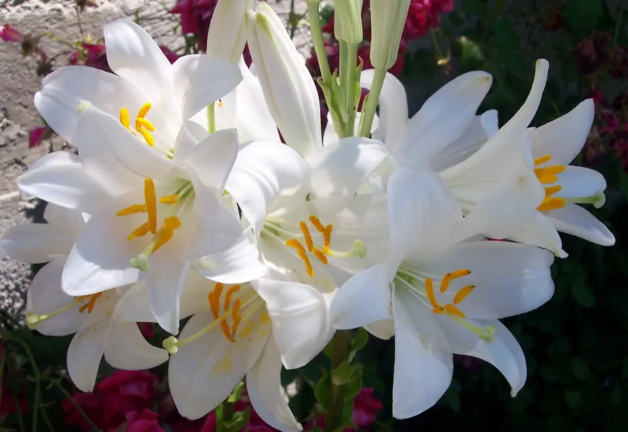 Flores de Jardín - las azucenas