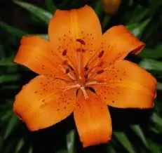 Azucena