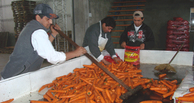 Usan las zanahorias de descarte para obtener carotenos y bio