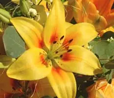jardin