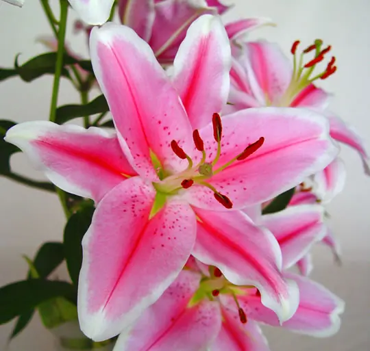 flores