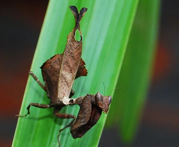 cripsis