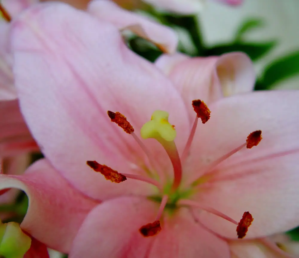 herbacea