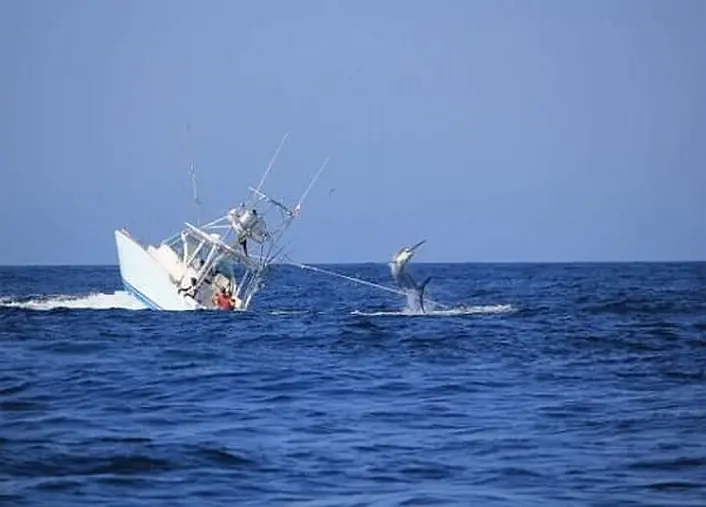 Pez aguja hunde un barco