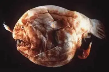 los animales mas feos del mundo