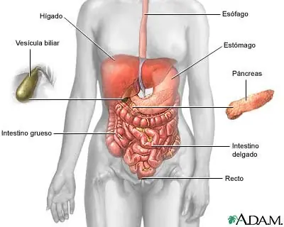 digestivo
