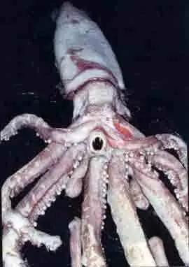 los animales mas feos del mundo