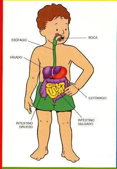 cuerpo