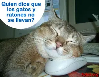 Hermosos Gatitos (Gracioso)