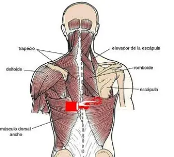 Dolor Vertebroescapular