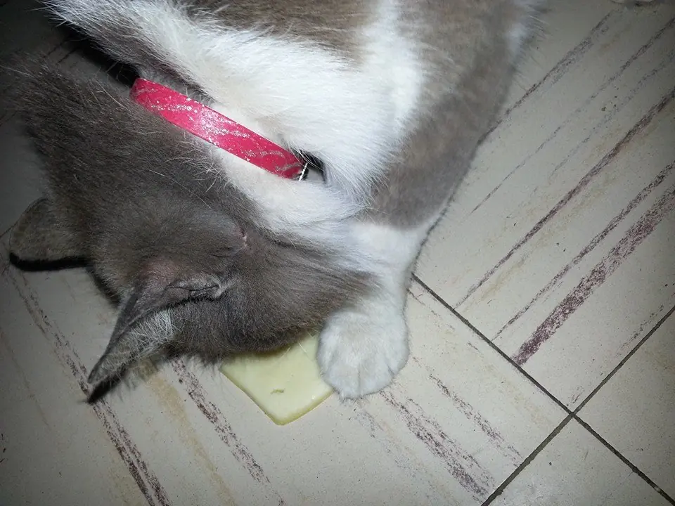 comida