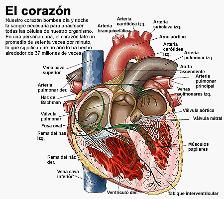 Sabes lo que es un paro-cardio respiratorio ?